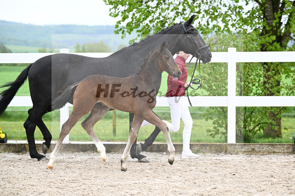 Kat-Nr. 42 HF Extreme U.S. x Jazzman_KFL Sporthorses_23261455 | hf-fotografie - Realisiert mit Pictrs.com