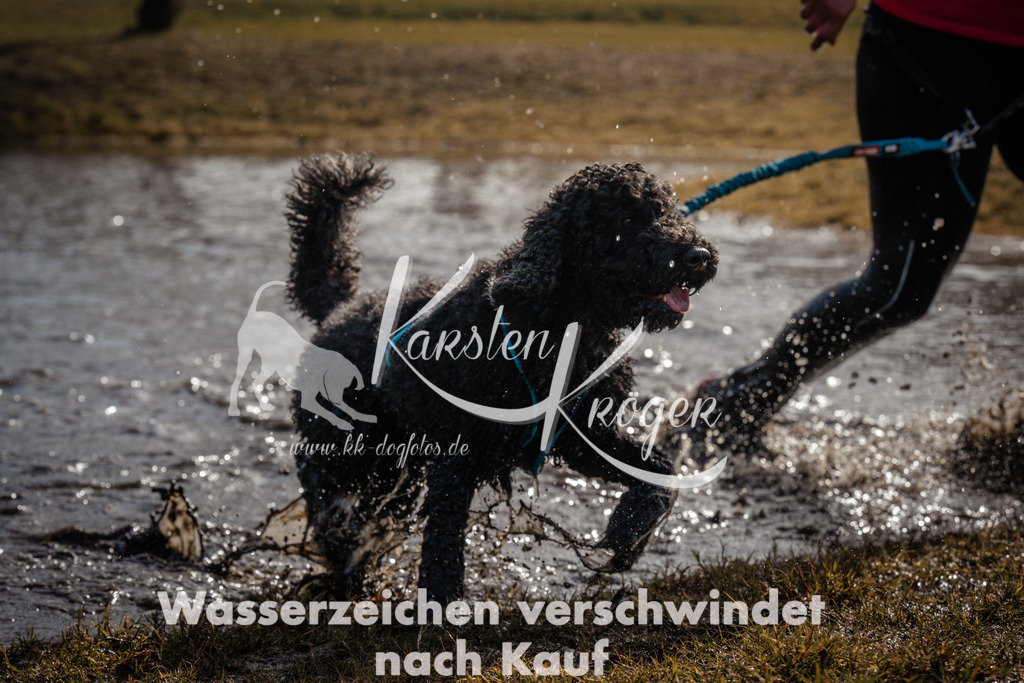 1133_ZZ95648 | kk-dogfotos
