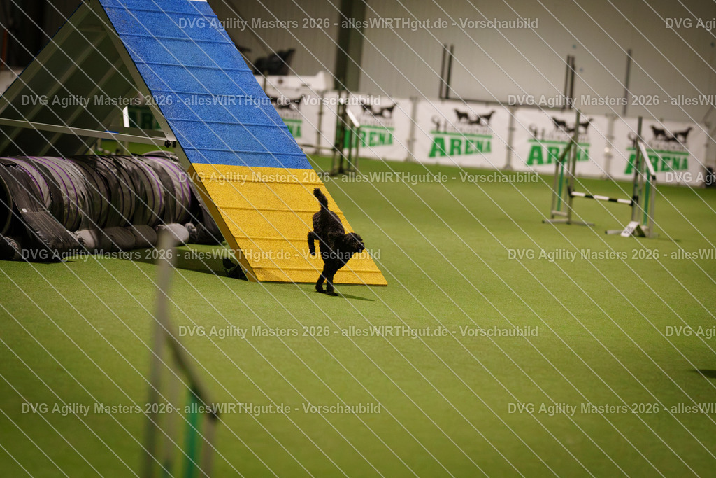 allesWIRTHgut_Tierfotografie-DVG_Agility_Masters_2026-18_08-7R506552 | Professionelle Tierfotografie in Mönchengladbach von Daniel Wirth (allesWIRTHgut). Liebevolle & natürliche Bilder von Hunden & Katzen für unvergessliche Erinnerungen.