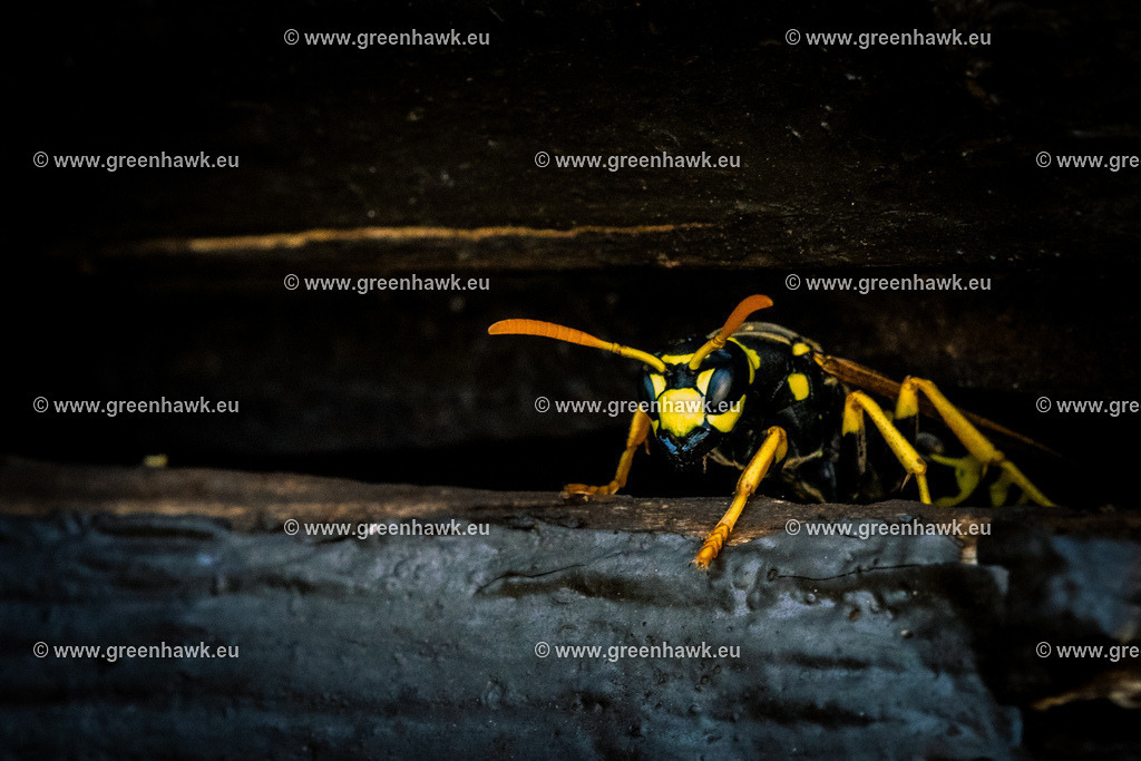 _MG_7955 | Greenhawks Bilder Shop für Landschaften, Urban, Tiere und weiteres als Poster Leinwand oder Fotogeschenk für Ostern Weihnachten oder Geburtstag  - Realisiert mit Pictrs.com