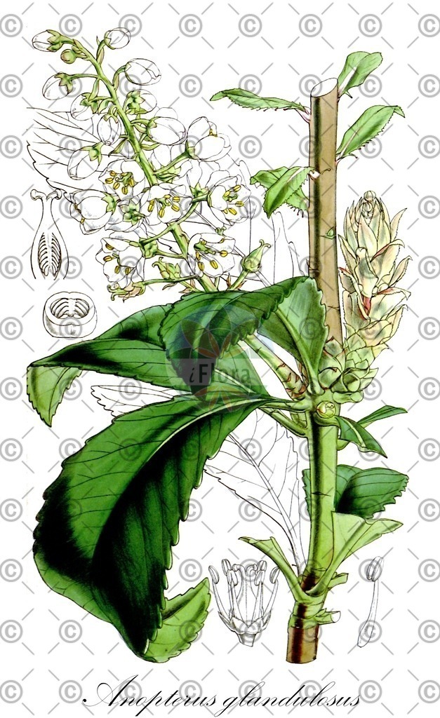 HistAbb_wfo-0000538305_1_ENZY_Simple | Historische Abbildung von Anopterus glandulosus - Escalloniaceae | Historical Illustration of Anopterus glandulosus - Escalloniaceae