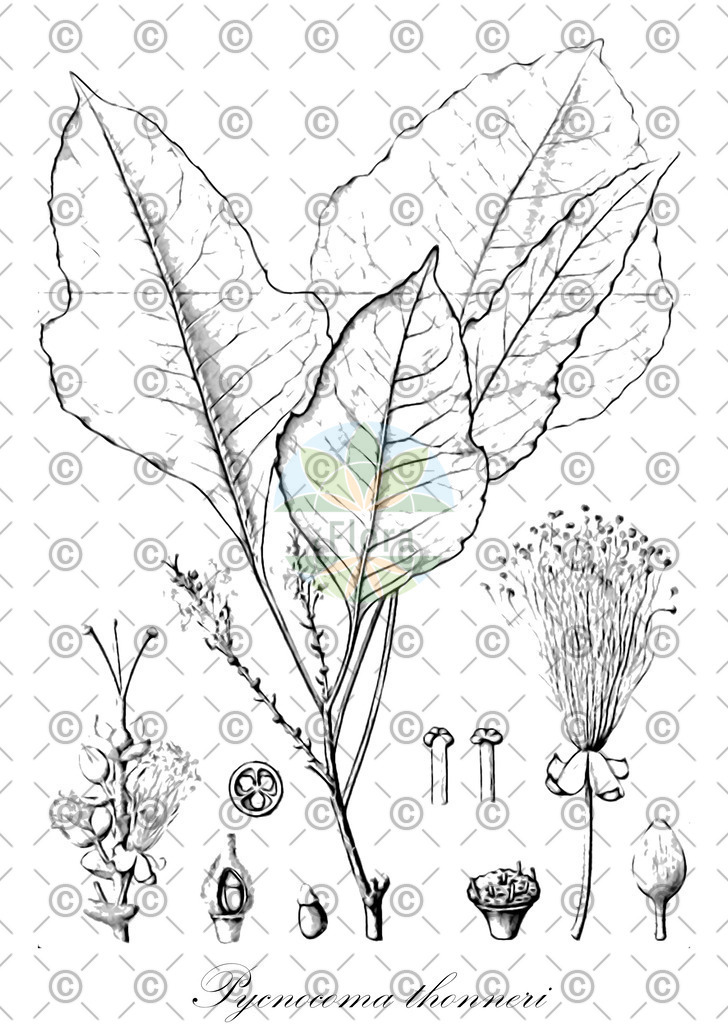 HistAbb_wfo-0000392825_1_ENZY_Simple | Historische Abbildung von Pycnocoma thonneri - Euphorbiaceae | Historical Illustration of Pycnocoma thonneri - Euphorbiaceae