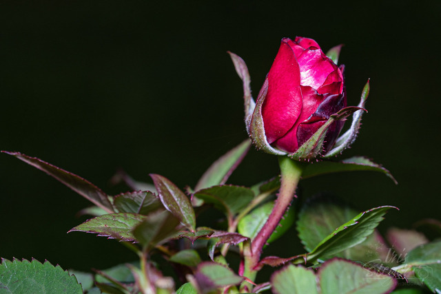 IMG_5032 | Shop von Iris Steger Photography, Landschaft, Reisen, Details und Städte.