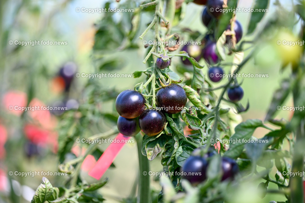 Landwirtschaft_ Gemuesebauer Spiesmayr_ 05.09.2023-20 | 05.09.2023, Wilhering, AUT, Landwirtschaft, Gemuesebauer Spiesmayr in Appersberg, im Bild Tomaten