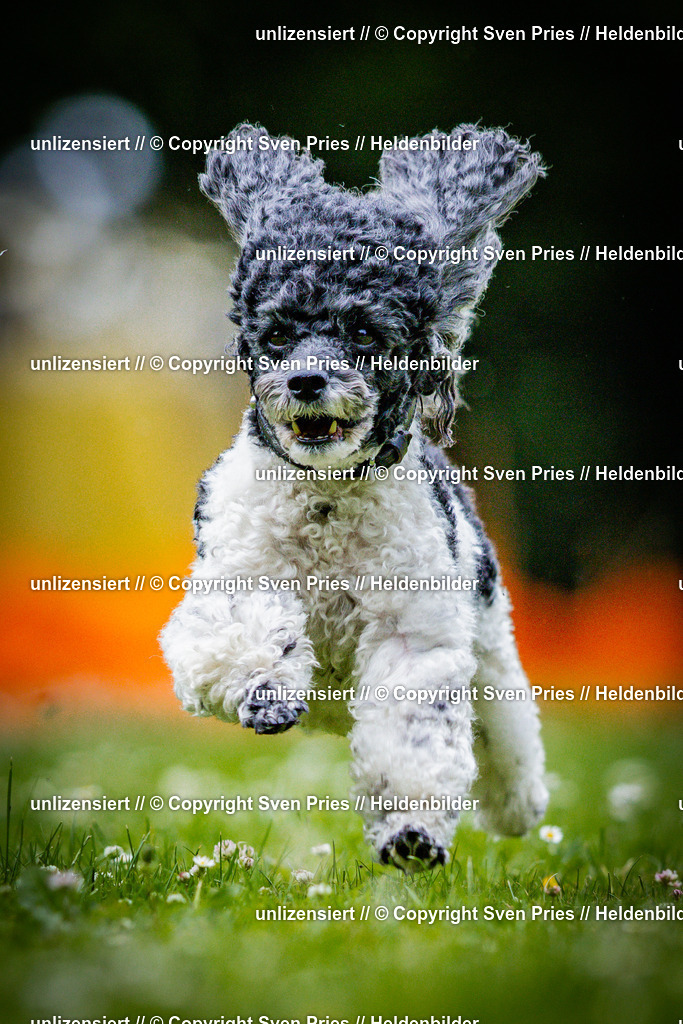 Sven Pries | 2025-05-29 - Pudelrennen KA-Durlach - Realisiert mit Pictrs.com