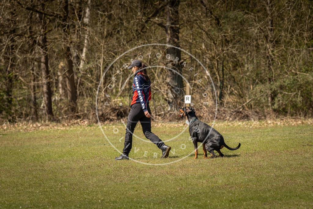 Pfotenfotografie_DV3A0800 | Hundefotografie, Tierfotograf, Pfotenfotografie, Fotoshooting Hund, Hunde Portrait, Hundesport, Hundeportraits, Heideshooting, Hunde, Sportfotograf, Hundefotograf, Turnierhundsport, THS,  - Realisiert mit Pictrs.com