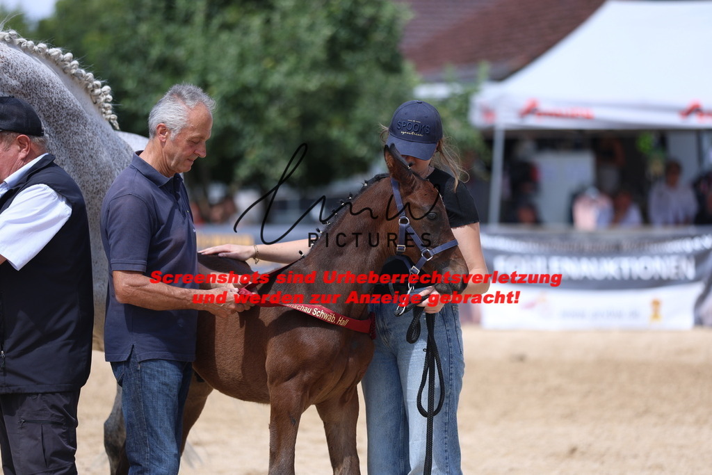 Fohlenschau_Schwäbisch_Hall_springbetonte_Fohlen_RESERVE SIEGERFOHLEN_KN 23_5 | lmwpictures - Realisiert mit Pictrs.com