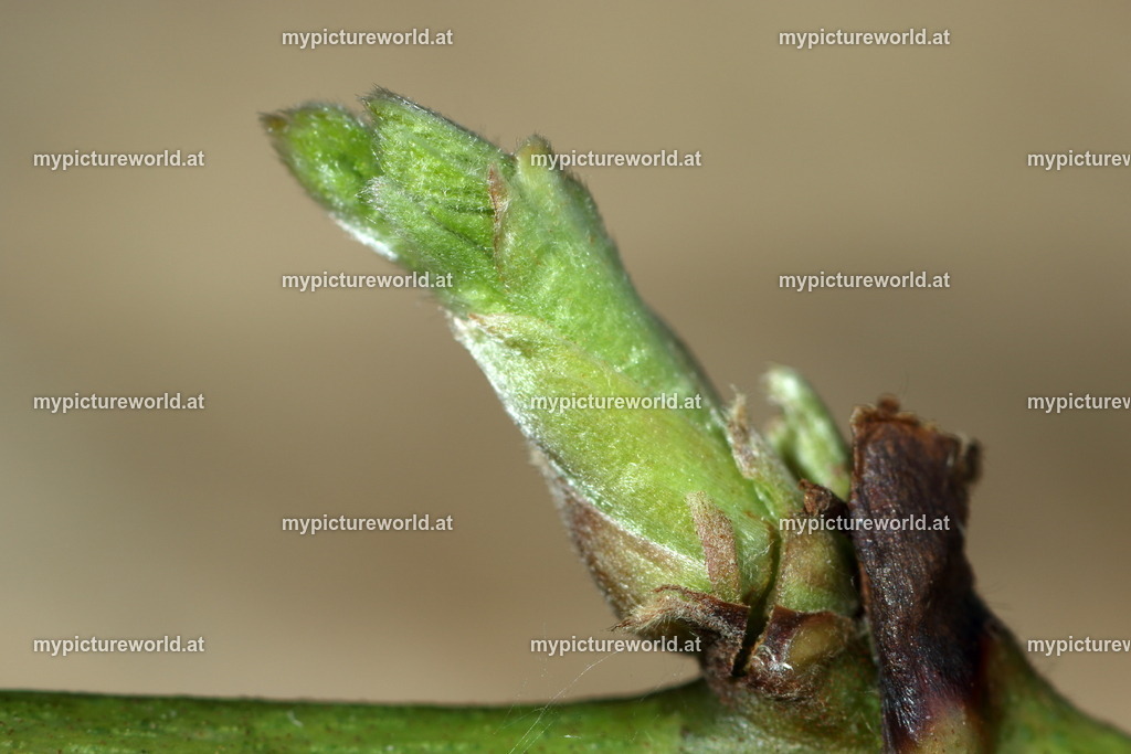 Brombeere-009 | Das Bilderarchiv über Tiere, Planzen und Landschaften. In der Bilddatenbank finden Sie ein große Auswahl an hochwertigen Bilder für Ihre Werbung - Realisiert mit Pictrs.com