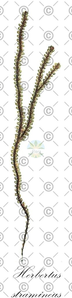 HistAbb_wfo-0000002666_1_ENZY_Simple | Historische Abbildung von Herbertus stramineus - Herbertaceae | Historical Illustration of Herbertus stramineus - Herbertaceae