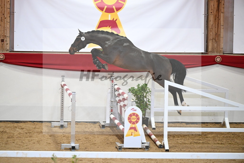 Kat.-Nr. 37 v. Tangelo van de Zuuthoeve_Beitzel_2251237 | hf-fotografie - Realizzato con Pictrs.com