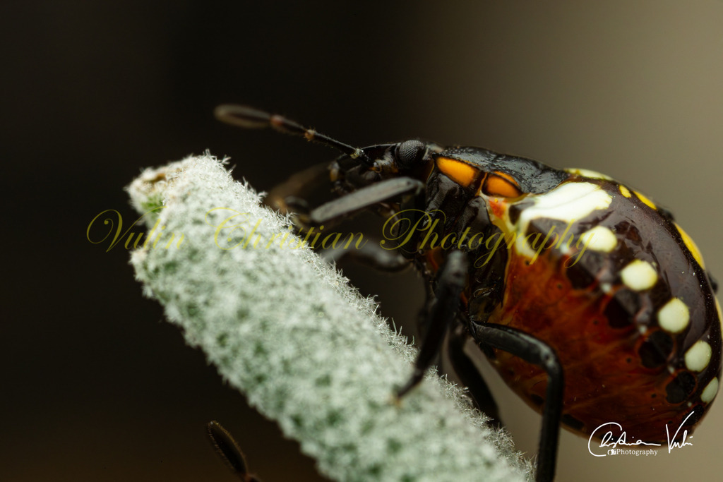 K 8 | Christian Vulin  - Realisiert mit Pictrs.com