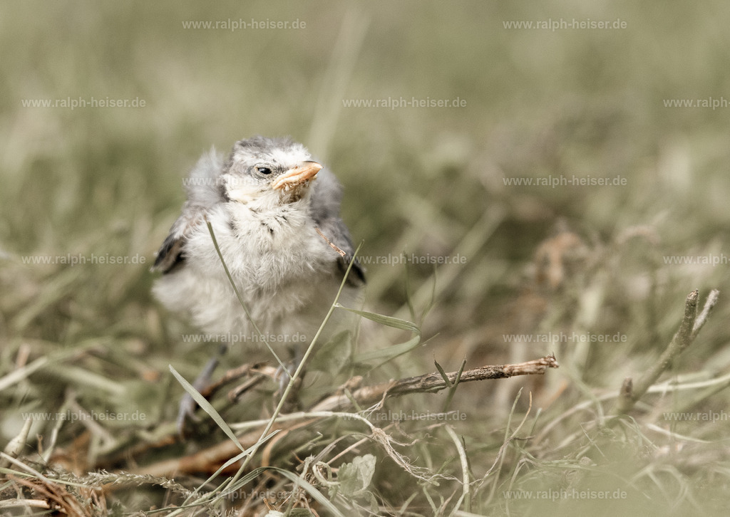 _56A7704 | Wandbilder, Bilder, Fotograf in Marburg, Tierbilder, Wandfotos, Bilder Shop, Günstige Bilder, Schwarz-Weiß Bilder, Ralph Heiser