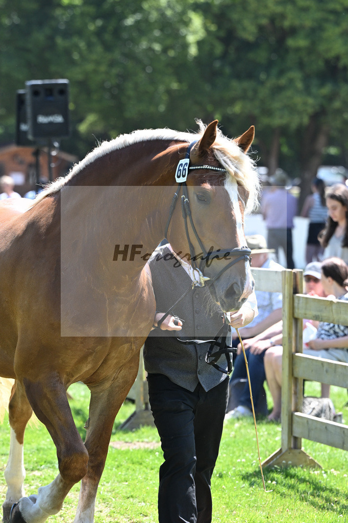 Kat-Nr. 66 Vroni v. Variano_Lindner_18251131 | hf-fotografie - Realizzato con Pictrs.com