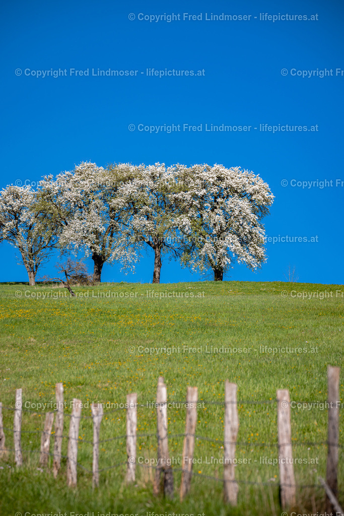 Birnbaumblute Mostviertel 2022- | Fotos und Fotoprodukte - Realisiert mit Pictrs.com