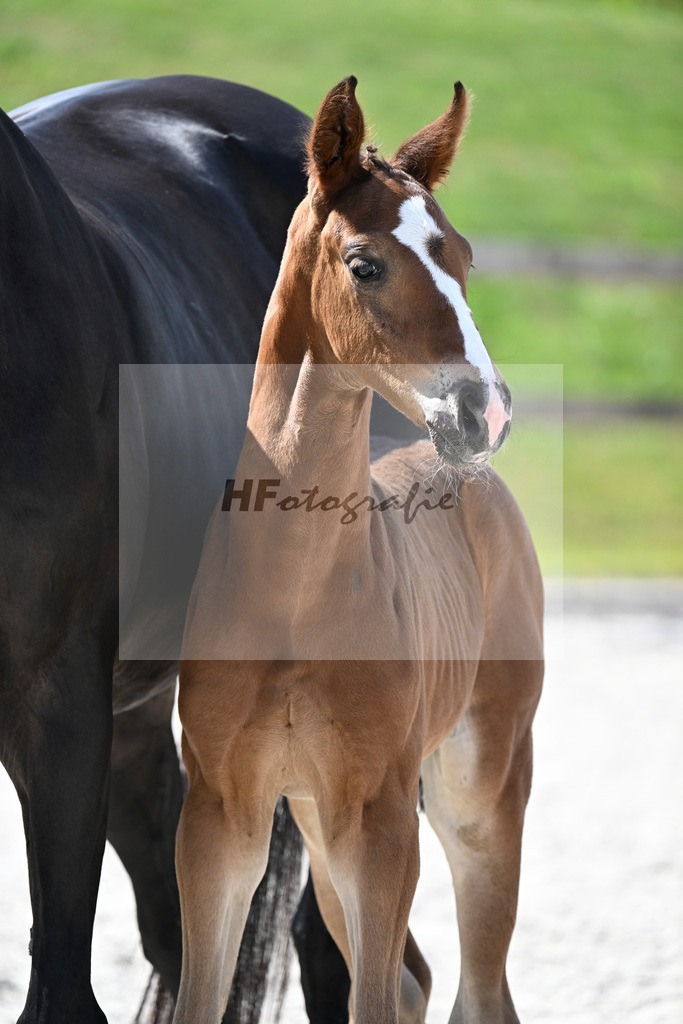 Kat-Nr. 46 Entertainer Number One x Diamond Hit_HF_Fischer_15251235 | hf-fotografie - Realizzato con Pictrs.com