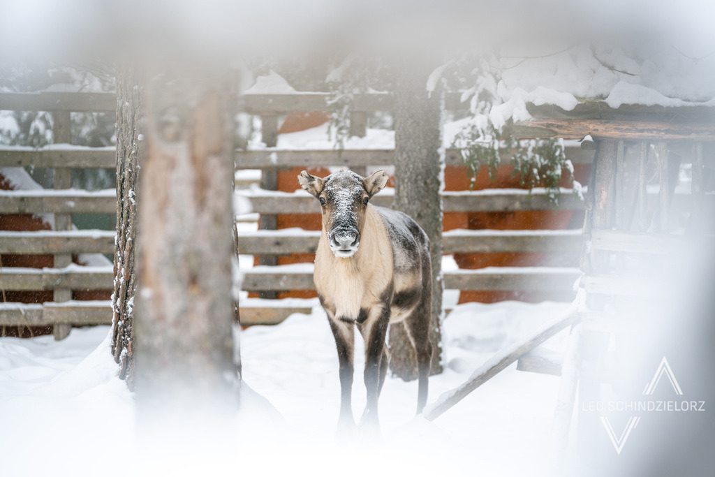 Fotografie_Leo_Schindzielorz_SE_Winter_Elooa_PolarArcticAdventure_20230223_A7400018_org | Atmosphärische Landschaftsbilder & Drohnenaufnahmen aus dem Allgäu, Tirol, Südtirol & der Schweiz – ideal für Leinwanddrucke & zur stilvollen Raumgestaltung. - Realisiert mit Pictrs.com