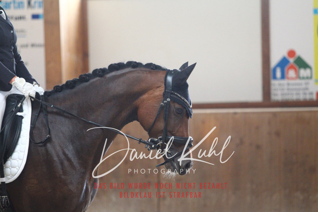 DKP43120 | Turnierfotos kaufen im Webshop von Daniel Kuhl Photography – entdecke professionelle Reitsportfotos aus Turnieren & Events. Hochwertige Turnierbilder online bestellen & sichern. Jetzt Fotos von Reitsportturnieren kaufen!