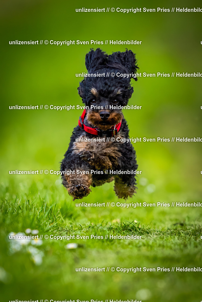 Sven Pries | 2025-04-13 - Hunderennen Baden-Baden - Realisiert mit Pictrs.com