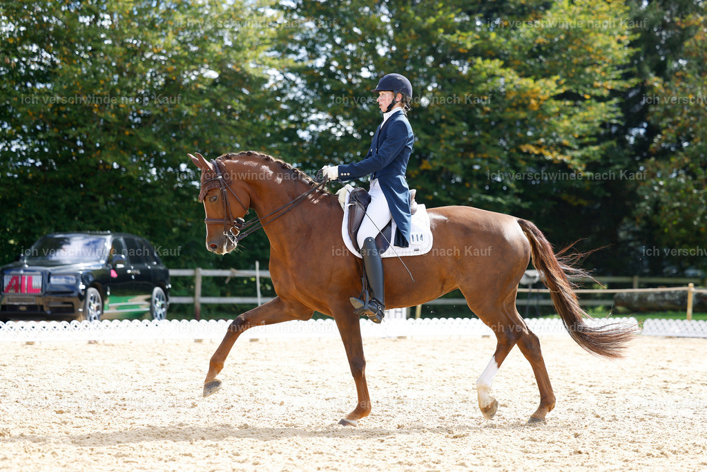 09_2-114-DRESSUR  S_  -StoibPH-5880 | working equitationturnier fotograf videograf stoibphotography marixx film working equitation deutschland reitsport turnierfotografie eventfotografie equestrian events