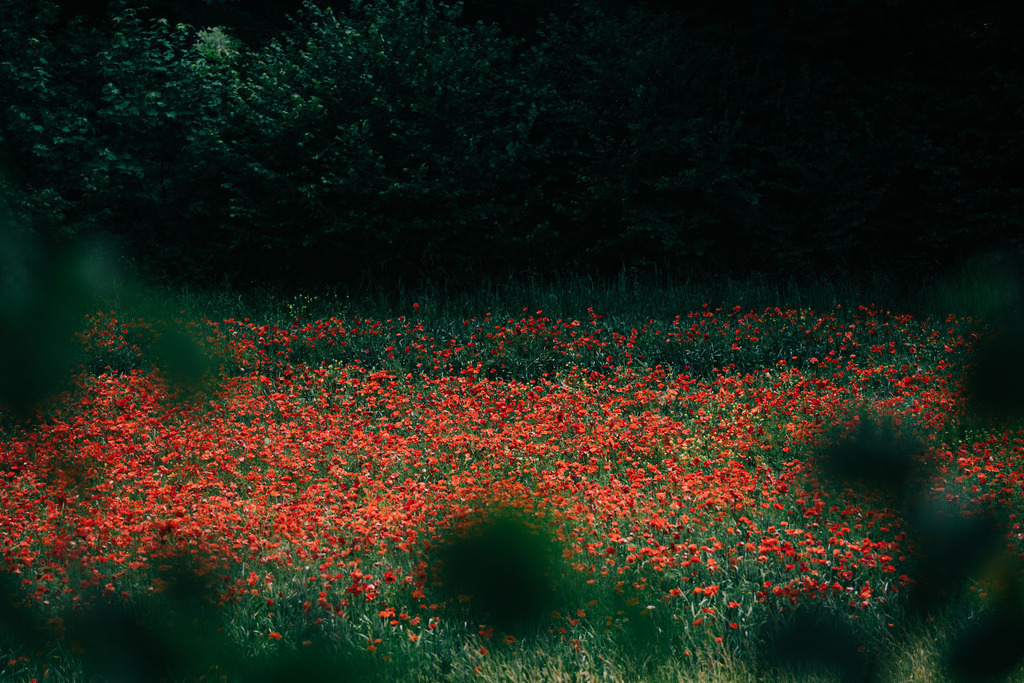Mohnfeld | Simone Sonderegger Photography