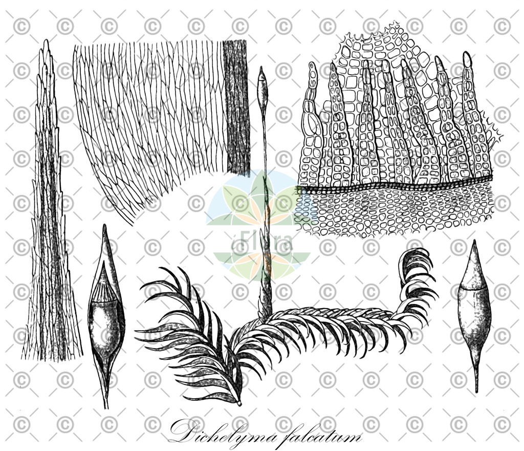 HistAbb_wfo-0001158330_3_ENZY_Simple | Historische Abbildung von Dichelyma falcatum - Fontinalaceae | Historical Illustration of Dichelyma falcatum - Fontinalaceae