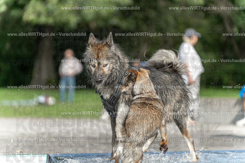 Hundeschwimmen_Volksbad_2026-allesWIRTHgut_Tierfotografie-2609061531-7R501582 | Professionelle Tierfotografie in Mönchengladbach von Daniel Wirth (allesWIRTHgut). Liebevolle & natürliche Bilder von Hunden & Katzen für unvergessliche Erinnerungen.