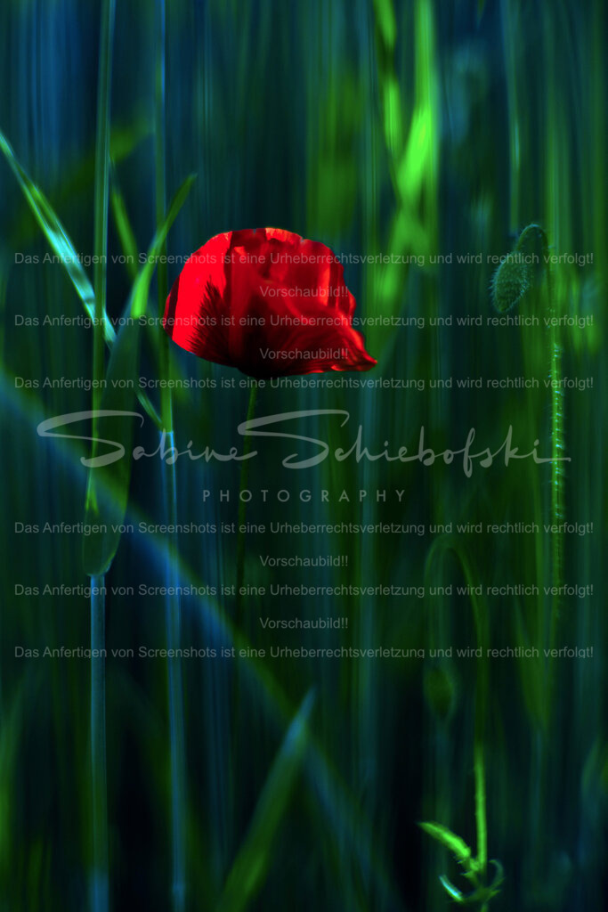 Wandbild "Mohn Schein" | People- und Tierfotografie, Imageaufnahmen, Veranstaltungsfotografie und Wandbilder aus der Natur ★ Made in Germany ✔️ Druck + Downloads ✔️ Naturfotografie in Top Qualität ★ schneller Versand, weltweite Lieferung! - Realisiert mit Pictrs.com