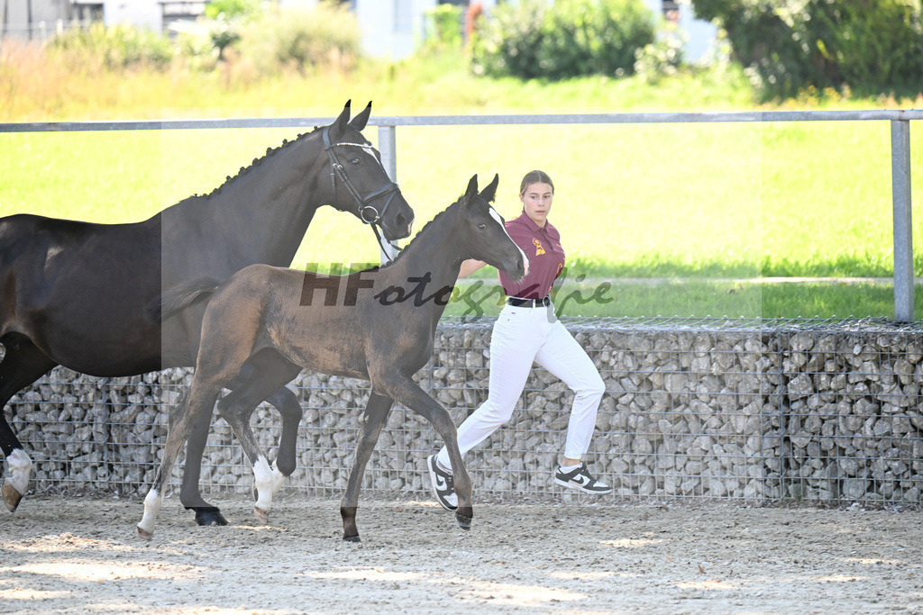 Kat-Nr. 5 Diamantenglanz x Foundation_SF_ZG Weiss u Moldenhauer_26250064 | hf-fotografie - Realisiert mit Pictrs.com