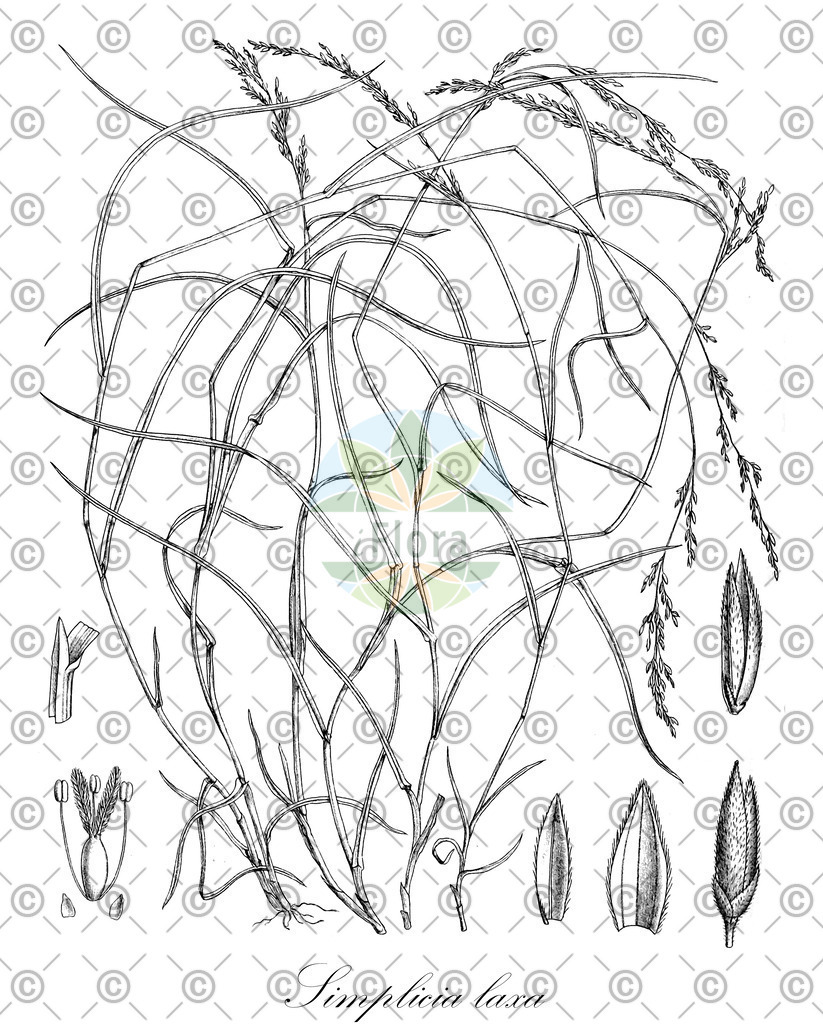 HistAbb_wfo-0000080871_1_ENZY_Simple | Historische Abbildung von Simplicia laxa - Poaceae | Historical Illustration of Simplicia laxa - Poaceae
