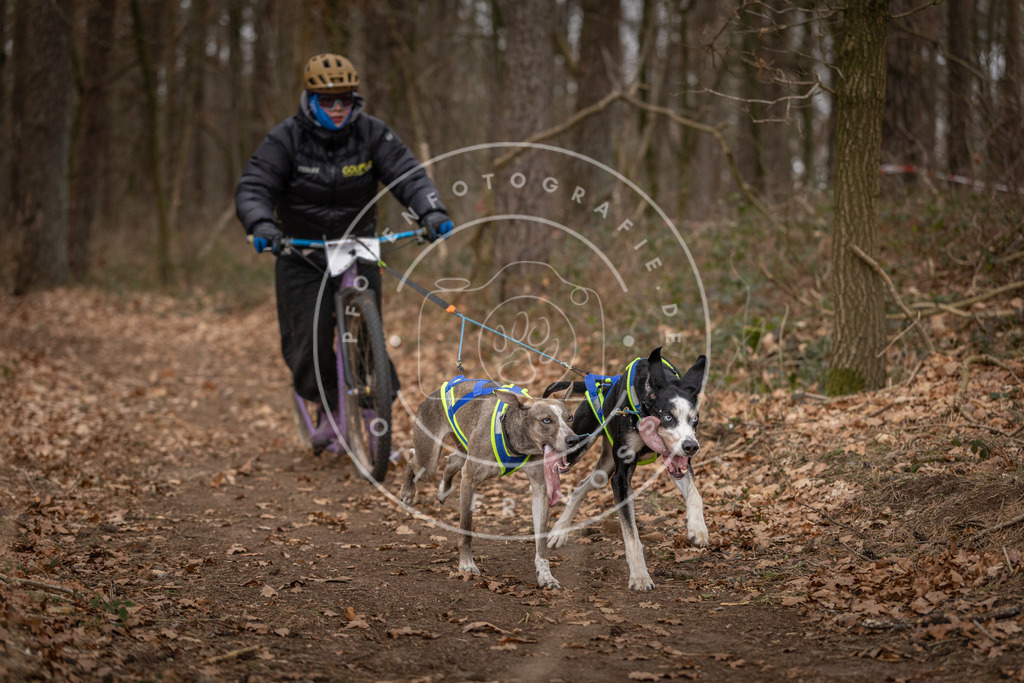 Pfotenfotografie_DV3A6689 | Hundefotografie, Tierfotograf, Pfotenfotografie, Fotoshooting Hund, Hunde Portrait, Hundesport, Hundeportraits, Heideshooting, Hunde, Sportfotograf, Hundefotograf, Turnierhundsport, THS,  - Realisiert mit Pictrs.com