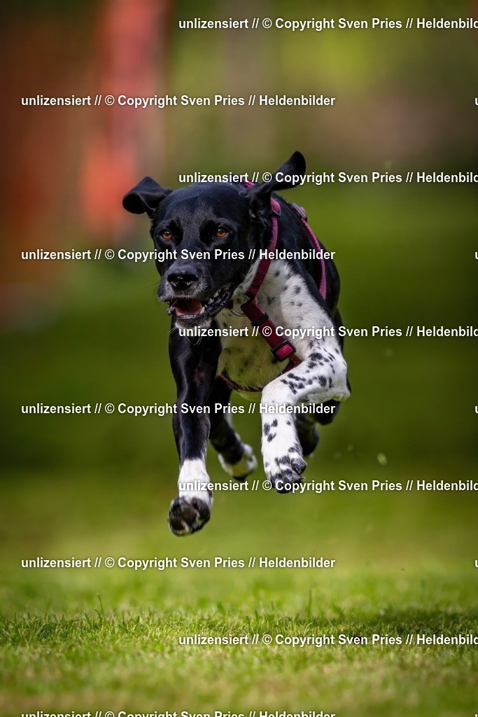 Sven Pries | 2024-09-22 - Hunderennen Baden-BadenPudelverein - Realisiert mit Pictrs.com