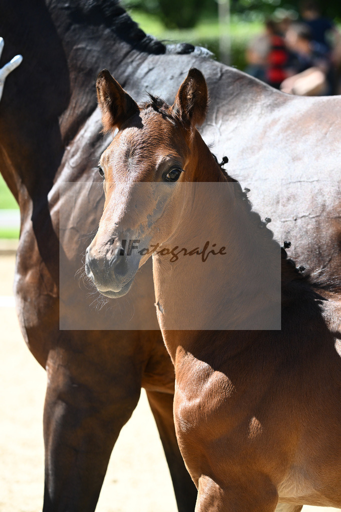 Kat-Nr. 44 HF DSP Va Bene x Sir Donnerhall_Kopp_27230695 | hf-fotografie - Realisiert mit Pictrs.com