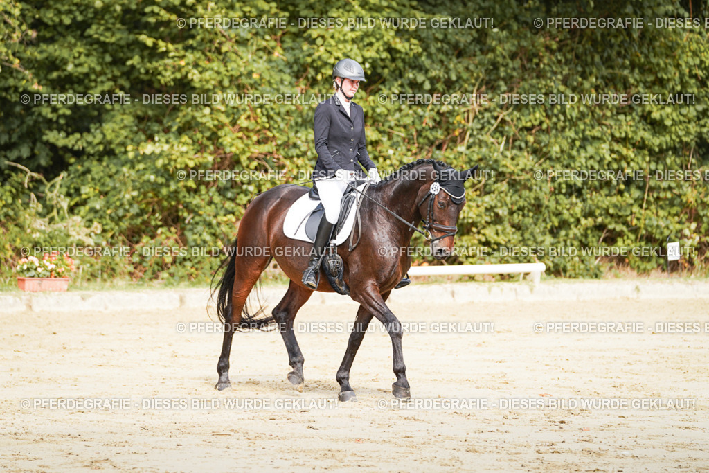 DSC01593 | Pferdegrafie