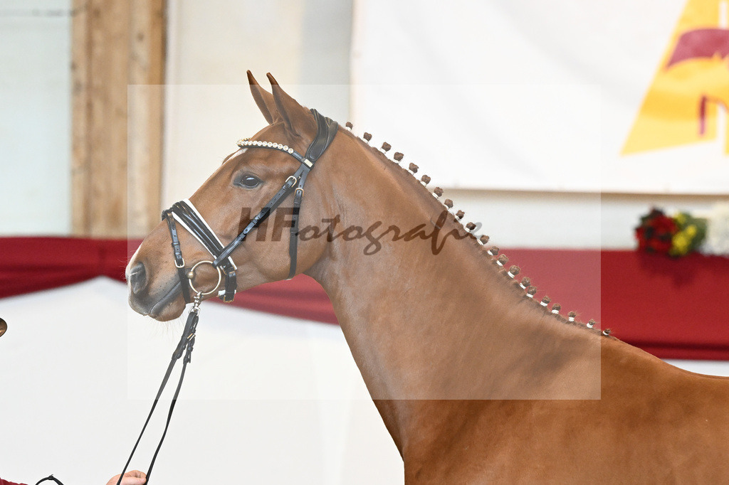 Kat-Nr. 53 Va Bene x Locksley III_Albert_43230919 | hf-fotografie - Realisiert mit Pictrs.com