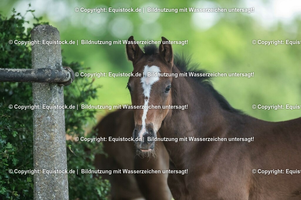 20210617_Fohlen_0330 | Foto: Thomas Hartig