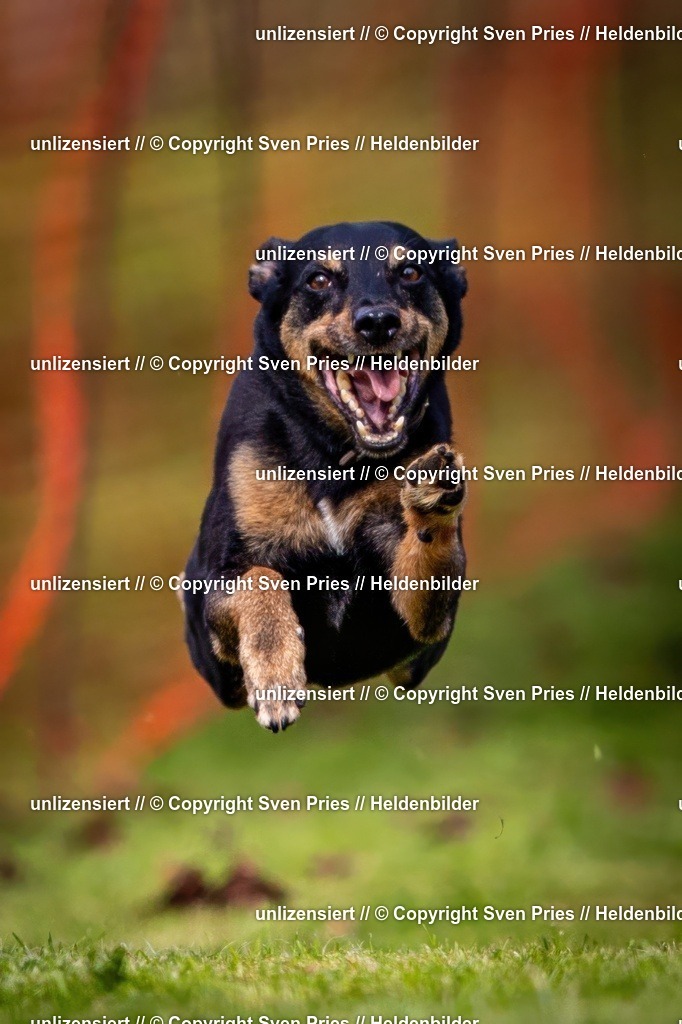 Sven Pries | 2024-09-22 - Hunderennen Baden-BadenPudelverein - Realisiert mit Pictrs.com