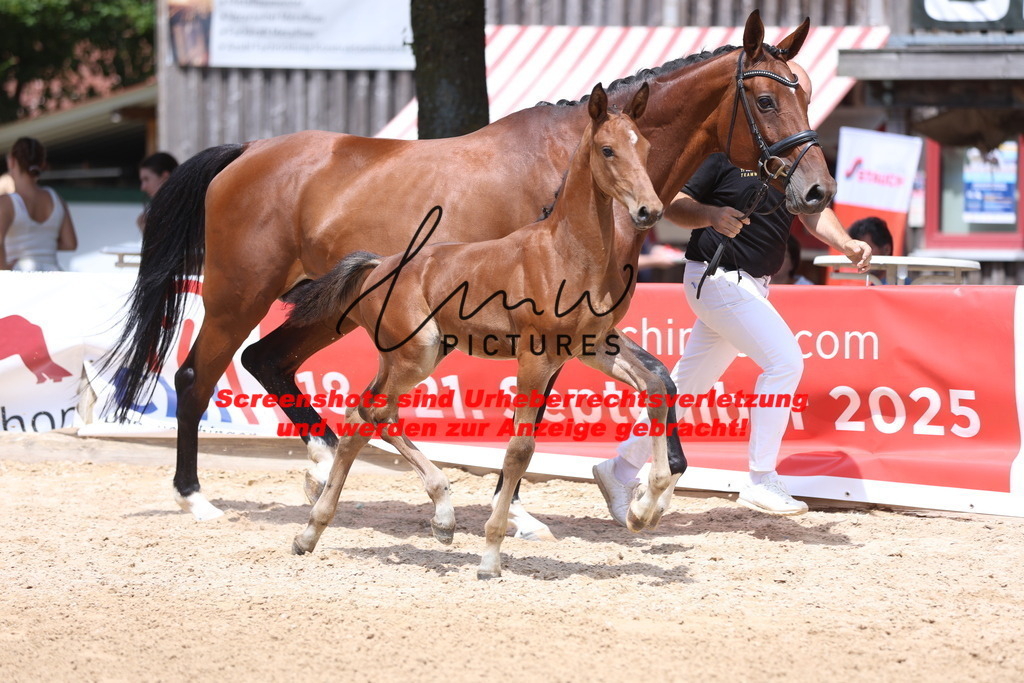 Fohlenschau_Schwäbisch_Hall_springbetonte_Fohlen_KN 19_5 | lmwpictures - Realisiert mit Pictrs.com