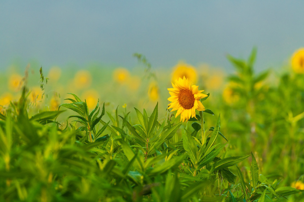 2024_10_04_HIMMELMOOR-NEBEL_MCP7373 | Hochwertig gedruckte Fotografien für die Wand, als Kalender und zum Verschenken. Hamburg & Norddeutschland und überall wo ich mit der Kamera unterwegs war.