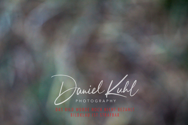 DKP41163 | Turnierfotos kaufen im Webshop von Daniel Kuhl Photography – entdecke professionelle Reitsportfotos aus Turnieren & Events. Hochwertige Turnierbilder online bestellen & sichern. Jetzt Fotos von Reitsportturnieren kaufen!