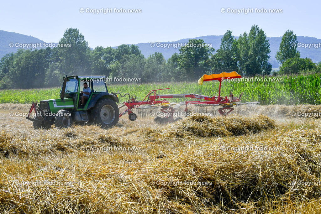 Deutschland_ Baden-Wuerttemberg_ Heiningen_ 11.08.2025-7 | 11.08.2025, Deutschland, GER, Baden-Wuerttemberg, Landkreis Goeppingen, Heiningen, im Bild Themenbild, Feldarbeit, Maehdrescher, Traktor, Heuballen, Heuwenden, Landwirtschaft, Ernte, Ackerbau, Bauernhof, Erntemaschine, Schwaden, Stroh, Heuernte, Ballenpresse, Anhaenger, landwirtschaftliche Technik, Sommer, Landwirt, Bauer, Staub, Feldweg, Sonnenlicht, Landleben, Agrarwirtschaft, Traktorengeraeusch, Maschinenarbeit, Feature, Symbolbild