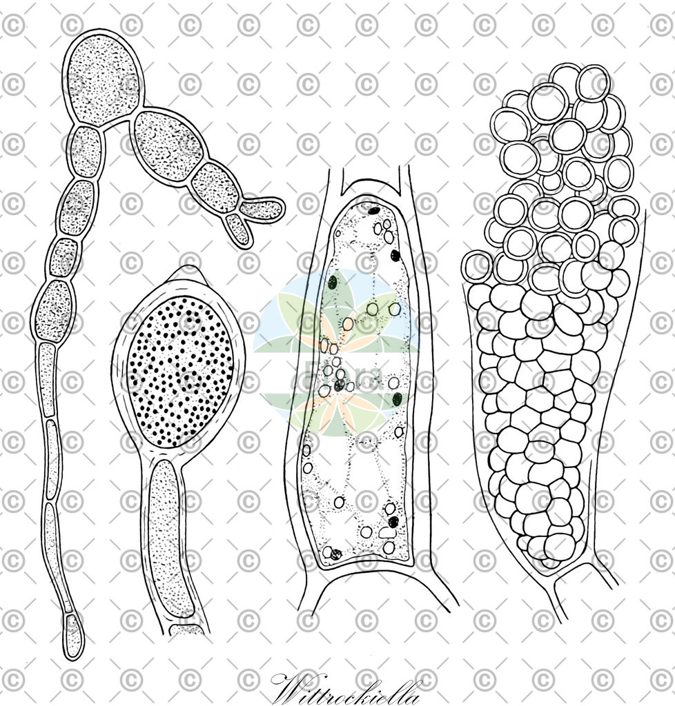 HistAbb_wfo-0000047628_2_ENZY_Simple | Historische Abbildung von Wittrockiella - Cladophoraceae (0) | Historical Illustration of Wittrockiella - Cladophoraceae (0)