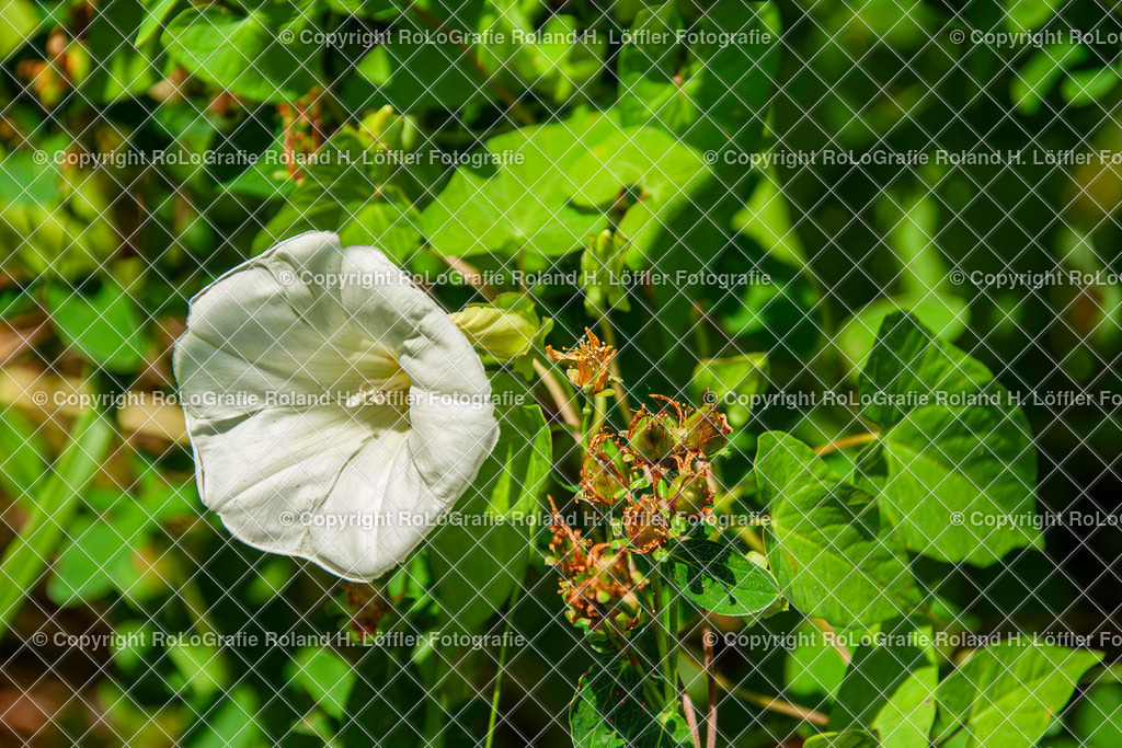Zaunwinde_Calystegia sepium (L.) R.Br.Familie-Convolvulaceae | Zaunwinde. Calystegia sepium (L.) R.Br., aus der Familie der Convolvulaceae - Realisiert mit Pictrs.com