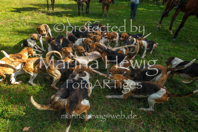 Jagd Perdoel_MarinaHewigDSCF3958 | Fotografie, FotoArt, PferdesportArt, Pferdesportfotografie, Landschaftsfotografie, Reisefotografie, Reise, Pferde - Realisiert mit Pictrs.com