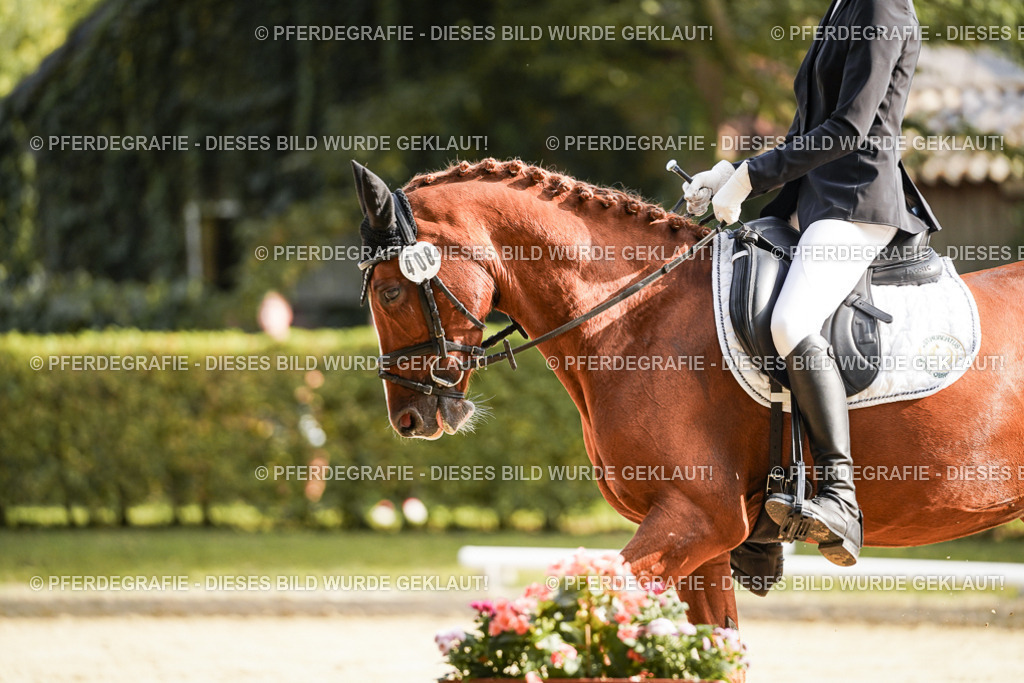 DSC05933 | Pferdegrafie