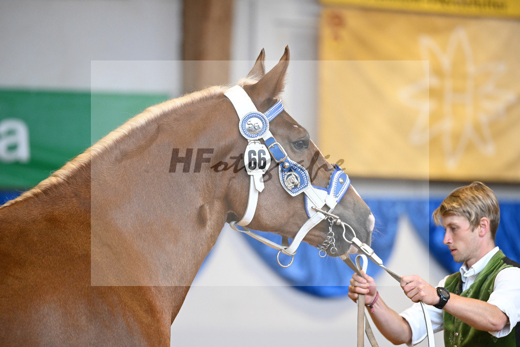 Kat-Nr. 66 Florida G_Grandauer_53220228 | hf-fotografie - Realisiert mit Pictrs.com