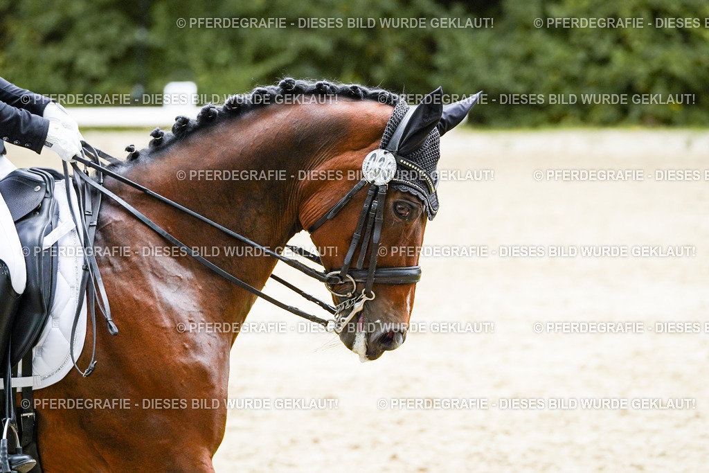 DSC07656 | Pferdegrafie