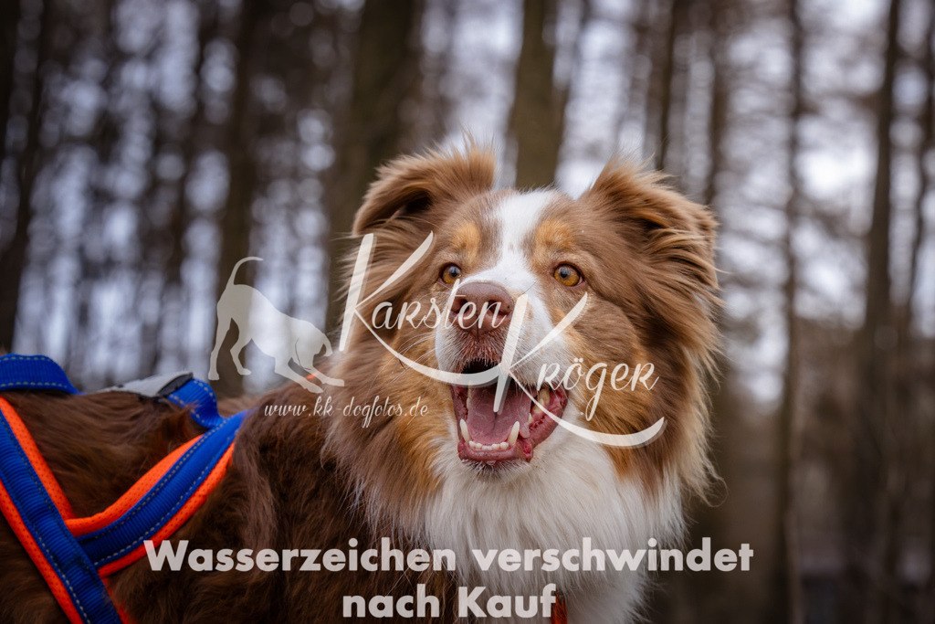 1610_ZZ93017 | kk-dogfotos