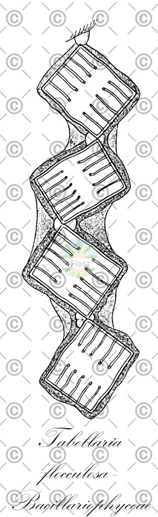 HistAbb_FALSCH_13_ENZY_Simple | Historische Abbildung von Tabellaria flocculosa - Bacillariophyceae - | Historical Illustration of Tabellaria flocculosa - Bacillariophyceae - 