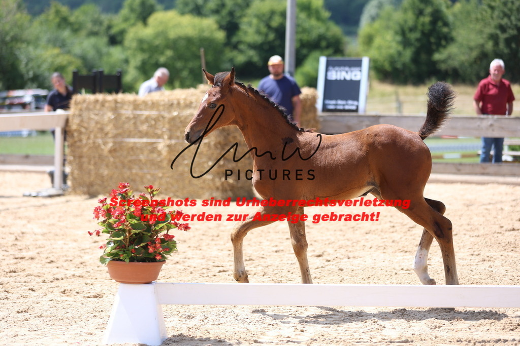 Fohlenschau_Schwäbisch_Hall_springbetonte_Fohlen_KN 25_10 | lmwpictures - Realisiert mit Pictrs.com