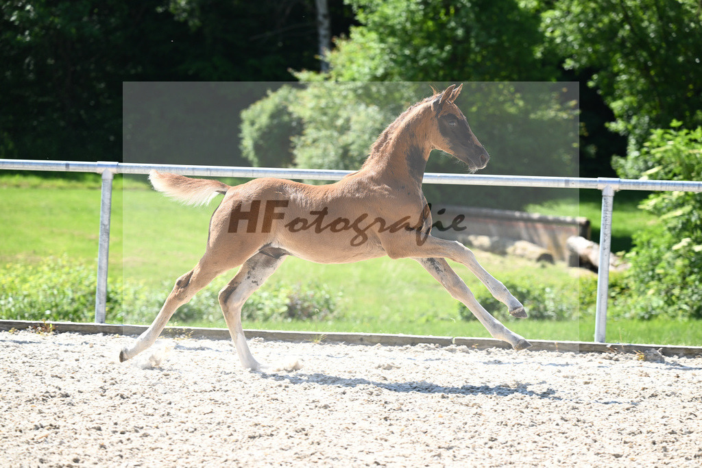 Kat-Nr. 7 HF Nechristo_Zimmermann_16230201 | hf-fotografie - Realisiert mit Pictrs.com